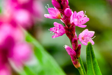 Beautiful macro photo of pink flower in the garden.