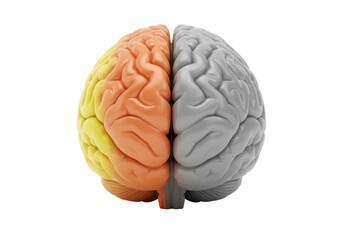 Isolated, model brain showing left-right thinking dichotomy, creative and logical hemispheres