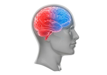 Isolated human brain showing hemispheres, neural activity, and cranial structures