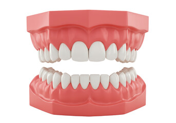 Isolated model of human teeth and gums provides insights for medical and dental studies