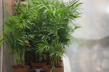 Indoor plants arranged on a shelf in a greenhouse setting