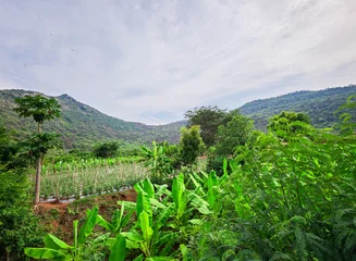Foto auf Acrylglas Grün Beautiful landscape of green meadows with trees on the hillside.  © MDWahid