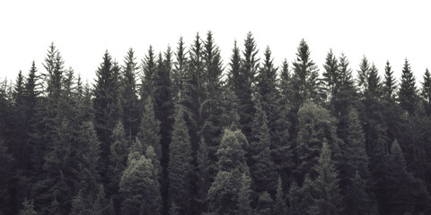 Dense evergreen forest silhouette against a dark background, perfect for nature themes and design.