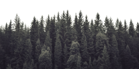 Dense evergreen forest silhouette against a dark background, perfect for nature themes and design.