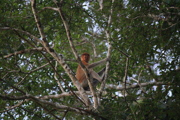 Proboscis Monkey, Kinabatangan River, Borneo, Malaysia