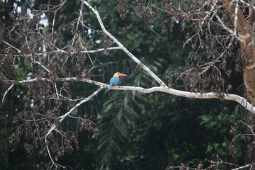 Kingfisher Bird, Kinabatangan River, Borneo, Malaysia