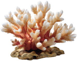 Coral reef ocean element decorative piece marine life underwater sea aquatic vibrant natural tropical coral reef structure with vivid colors and intricate texture evoking sense of wonder