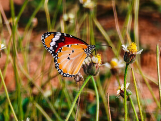 Beautiful butterfly sitting on a flower stem.