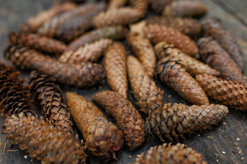 Several fir cones lie on a wooden brown background. The photo creates a feeling of peace and comfort of the forest.