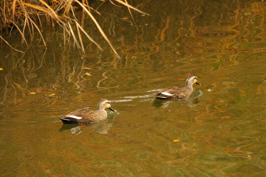 Two ducks swimming gracefully on a pond with golden autumn reflections. Tranquil nature and wildlife scene in warm seasonal tones.