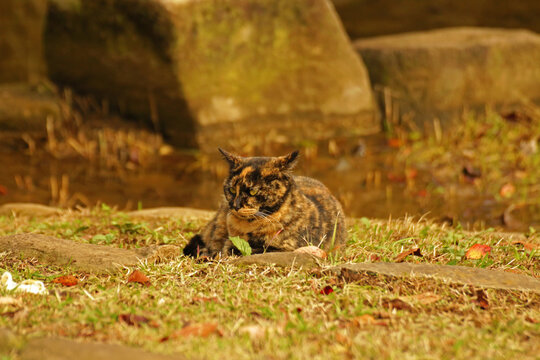 A tortoiseshell cat with striking fur patterns rests calmly on grass and stones in a park, surrounded by autumn leaves and soft natural light.
