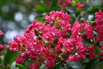 真夏の青空に映える