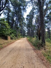 Fototapeta premium Gravel Road through Kedumba Valley, Blue Mountains on a Sunny Day