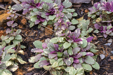 Carpet bugleweed.