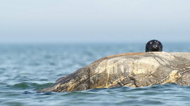 A seal is peacefully resting on a rock by the ocean, enjoying the sun