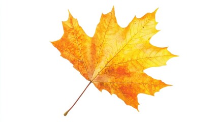Fototapeta premium Golden Autumn Maple Leaf