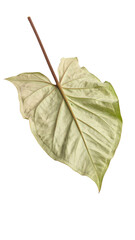 A detailed close-up of a pale, light-green leaf isolated on a transparent background, showcasing intricate veins and a delicate stem.
