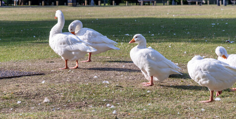 A small group of white geese resting on parkland.