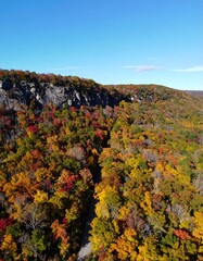 Autumn Forest Aerial View