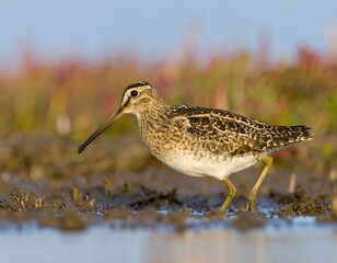 A wading bird in a marsh (1)