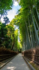 Bamboo Forest Path, Japan (1)