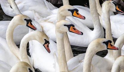 Close up image of a group of Mute Swans (cygnus olor)