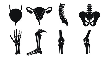 Human body skeleton and reproductive system anatomy illustrations