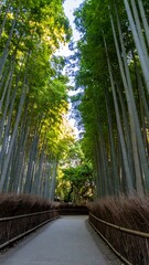 Bamboo Forest Path, Japan