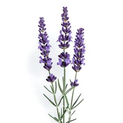 Naklejka premium Purple Lavender Isolated on White Background. Beautiful Lavender Flower