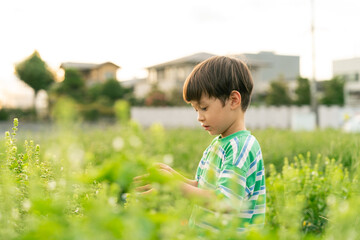 バジルを収穫する男の子