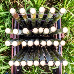Bamboo Poles in Field Crate