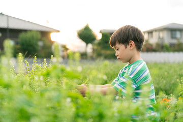 バジルを収穫する男の子