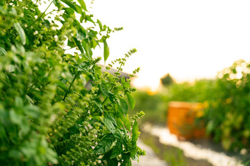 夕暮れのバジル畑