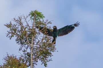 bird on a branch