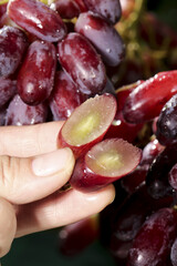 Fresh Australian Red Finger Lime Cut Open Showing Golden Citrus Vesicles in Hand