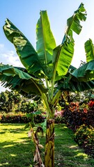 Banana Plant in Tropical Garden