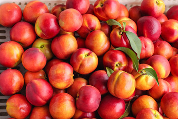 Fresh Red Yellow Nectarines Harvest Basket Orchard Fruit Stone Fruit Premium Quality