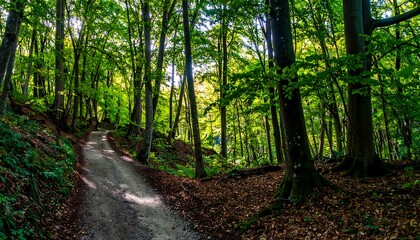 Obraz premium Sunlit forest path (1)