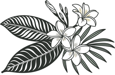 Jasmine Flower Illustration. White Jasmine Flower Design. Realistic Jasmine Flower Artwork. Blooming Jasmine Flower Concept. Fresh Jasmine Flower Clipart. Beautiful Jasmine Flower Graphic