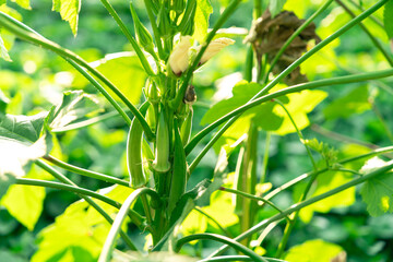 オクラの花と実