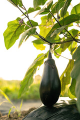 夕暮れのナス畑