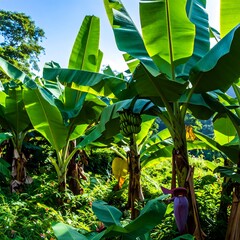 Banana Plantation Lush Growth