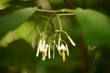 Alangium platanifolium var. trilobum, Bakjwi-namu flower with six slender white petals and yellow stamens. Photographed in Korea.