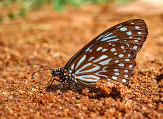 A beautiful butterfly standing in the garden.