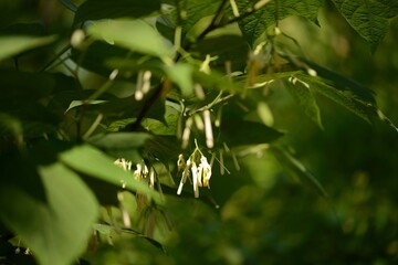 Flower of Alangium platanifolium var. trilobum, called Bakjwi-namu in Korea, with six slender white petals rolled backward and yellow stamens. Photographed in Korea.