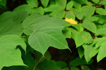 Alangium platanifolium var. trilobum, Bakjwi-namu leaf with palmate trilobed form and heart-shaped base. Photographed in Korea.