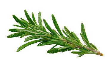 rosemary sprig isolated on white background Mediterranean herb