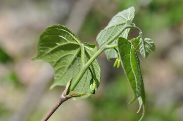 Alangium platanifolium var. trilobum, called Bakjwi-namu in Korea, is a small tree with trilobed palmate leaves, slender white flowers with yellow stamens, and bluish drupe fruits. 