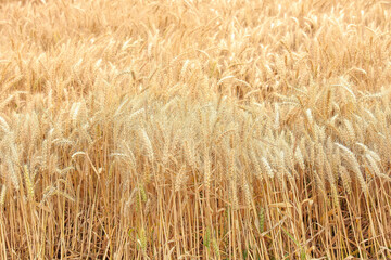 Mature wheat field ready for harvest with golden grain scenery in countryside farmland