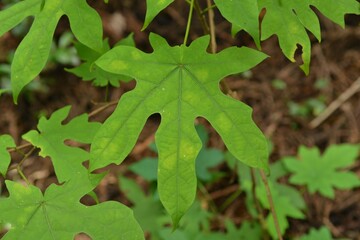 Alangium platanifolium (Siebold & Zucc.) Harms, Danpung-bakjwi-namu with trilobed palmate leaves and seasonal white flowers. Photographed in Korea.